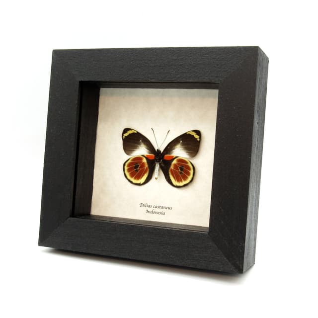 Rare red Cat Eye Delias butterfly framed taxidermy - Delias castaneus - female