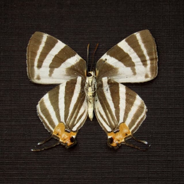 Real Hairstreak butterfly framed taxidermy - Arawacus species