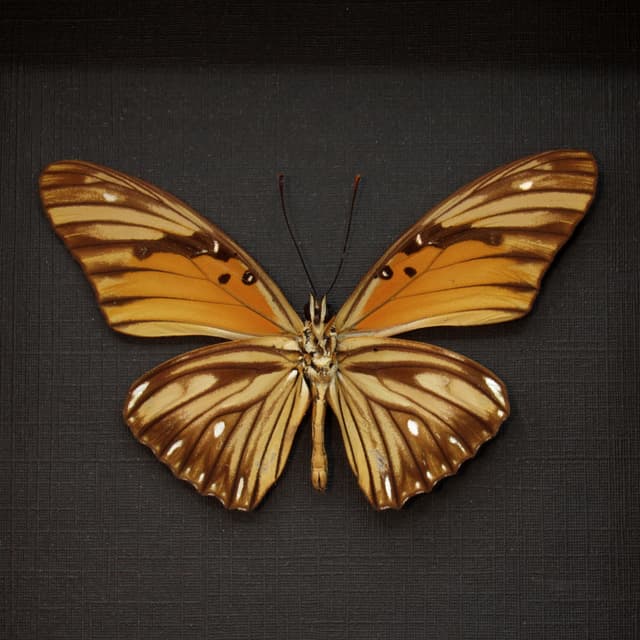Real metallic silver Gulf Fritillary butterfly framed - Agraulis vanillae maculosa