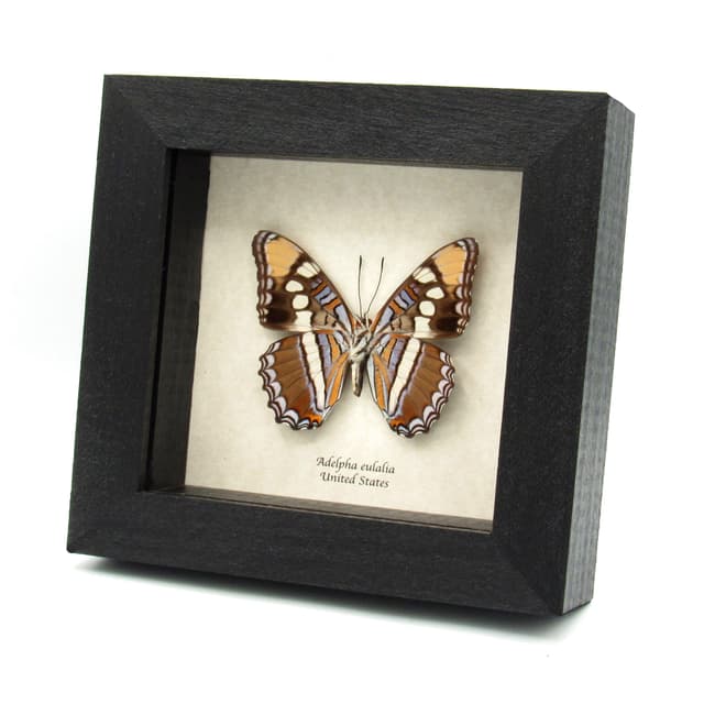 Real lavender Arizona Sister butterfly- Adelpha eulalia