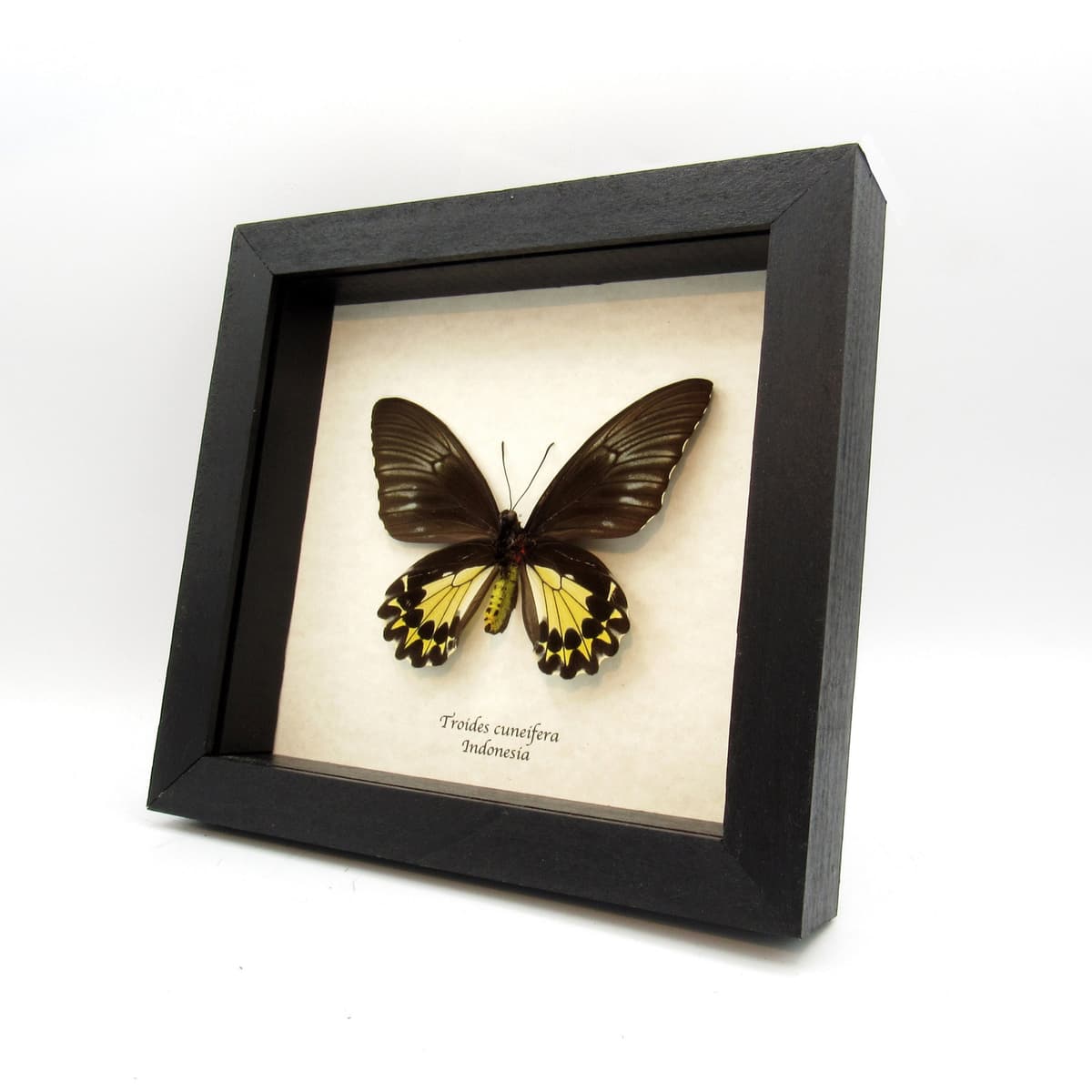 Real yellow Birdwing butterfly framed taxidermy - Troides cuneifera - female