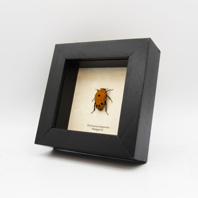 Real African Scarab beetle framed taxidermy - Euchroea auripigmenta