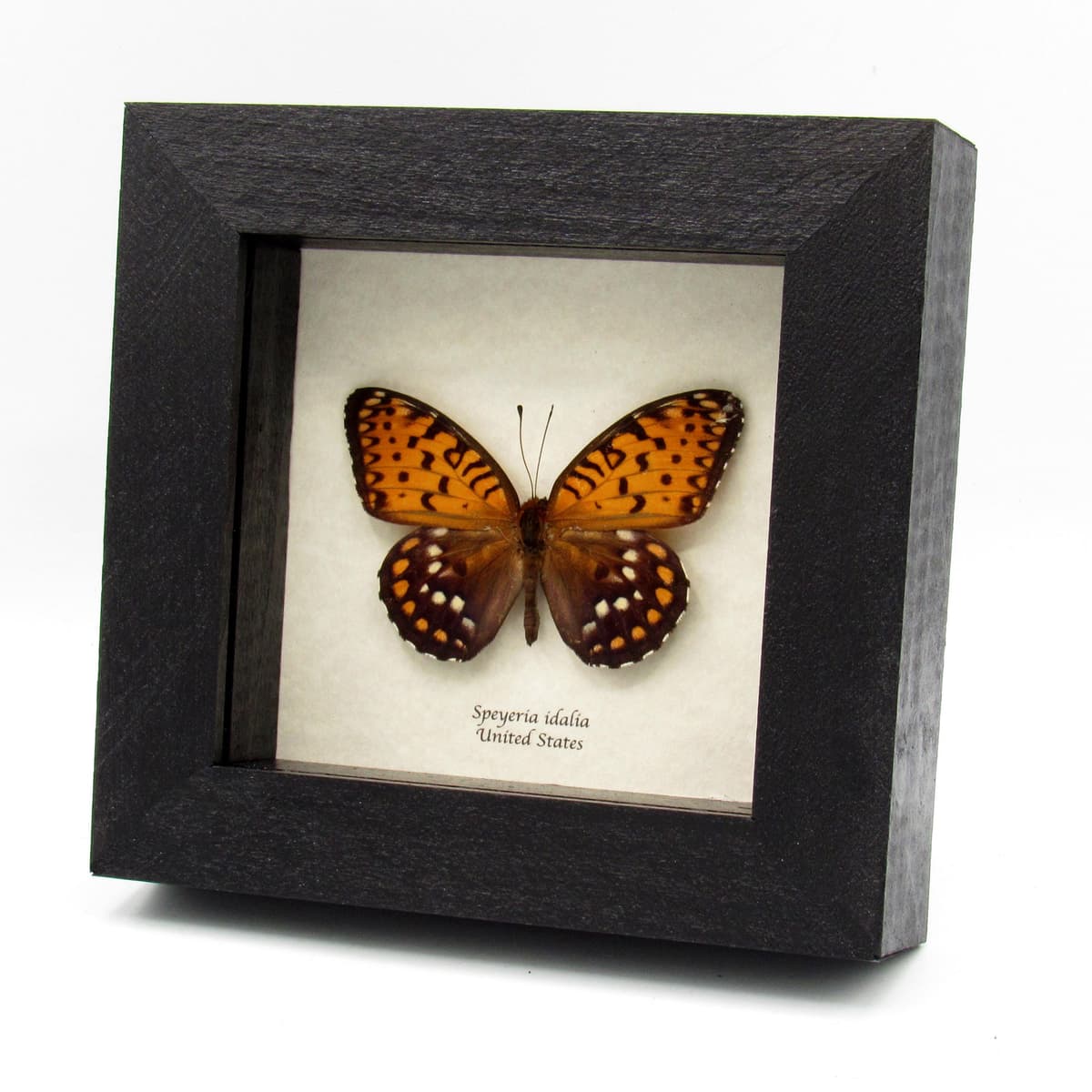 Rare Regal Fritillary butterfly framed taxidermy - Speyeria idalia