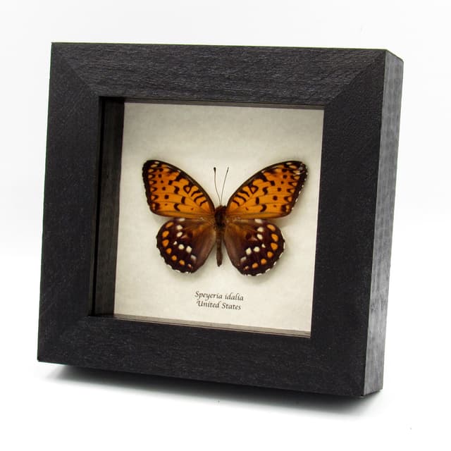 Rare Regal Fritillary butterfly framed taxidermy - Speyeria idalia