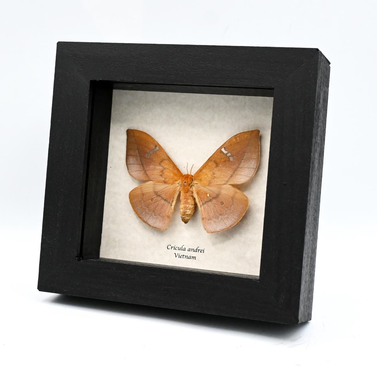 Rare Cricula Silkmoth framed taxidermy - Cricula andrei