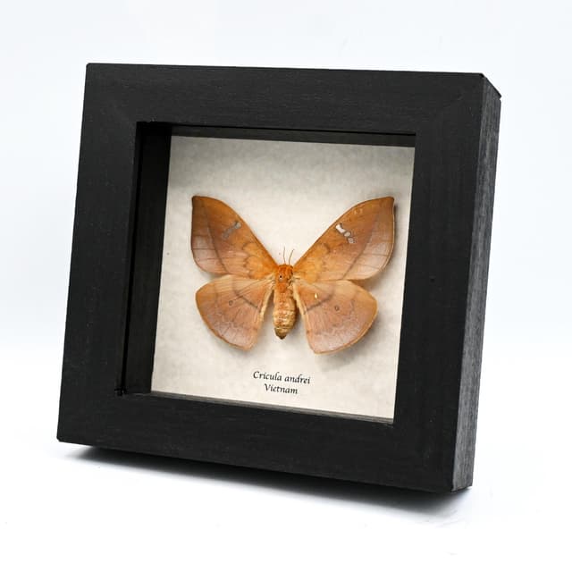 Rare Cricula Silkmoth framed taxidermy - Cricula andrei