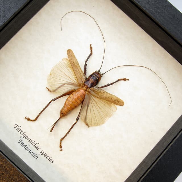 Real large Katydid framed taxidermy - Tettigoniidae species