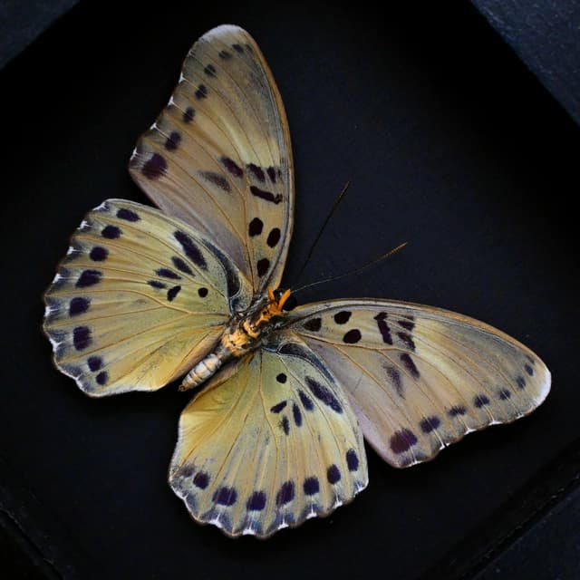 Real green Forester butterfly framed taxidermy - Euphaedra sarita - female