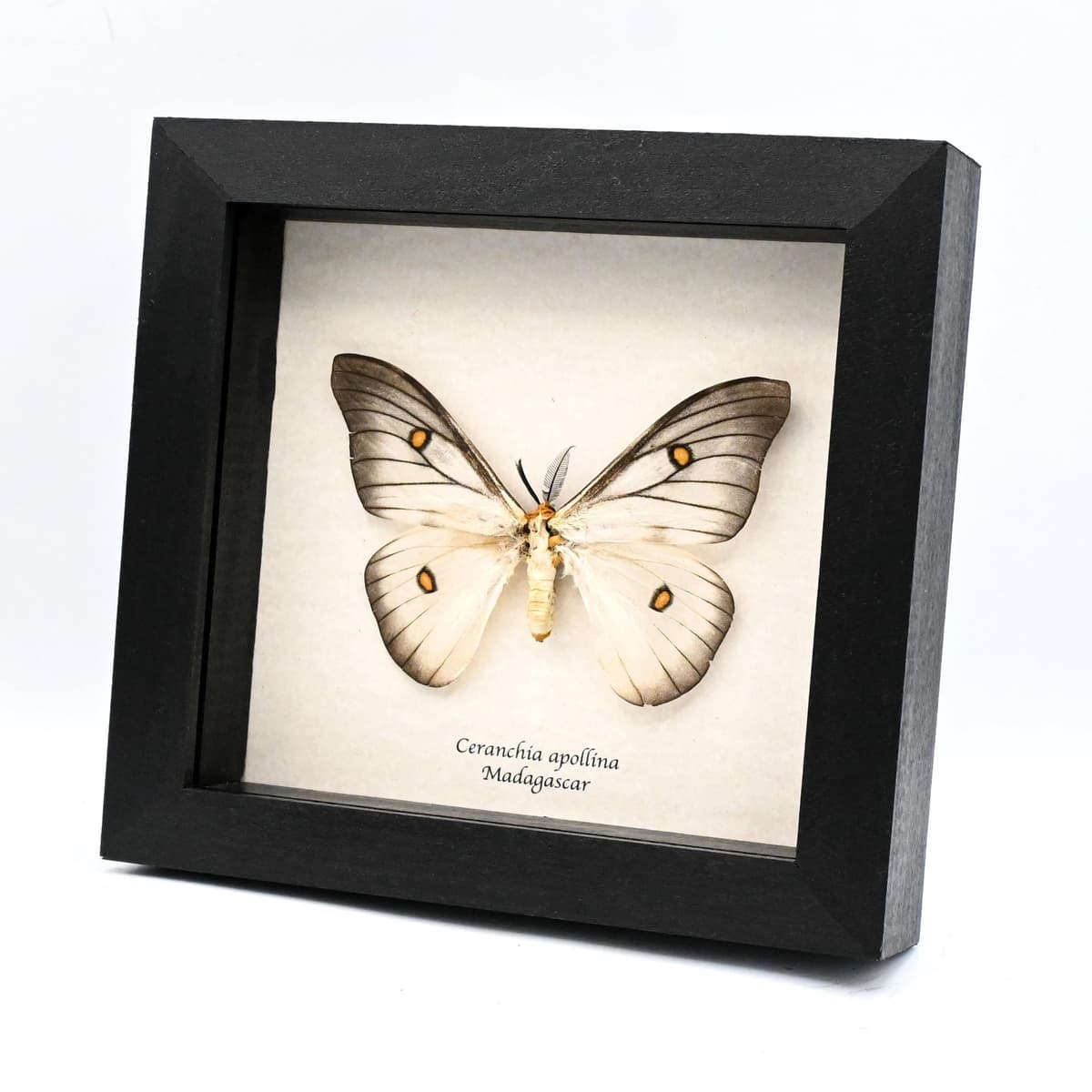 Real Ghostly Silk Moth framed taxidermy - Ceranchia apollina
