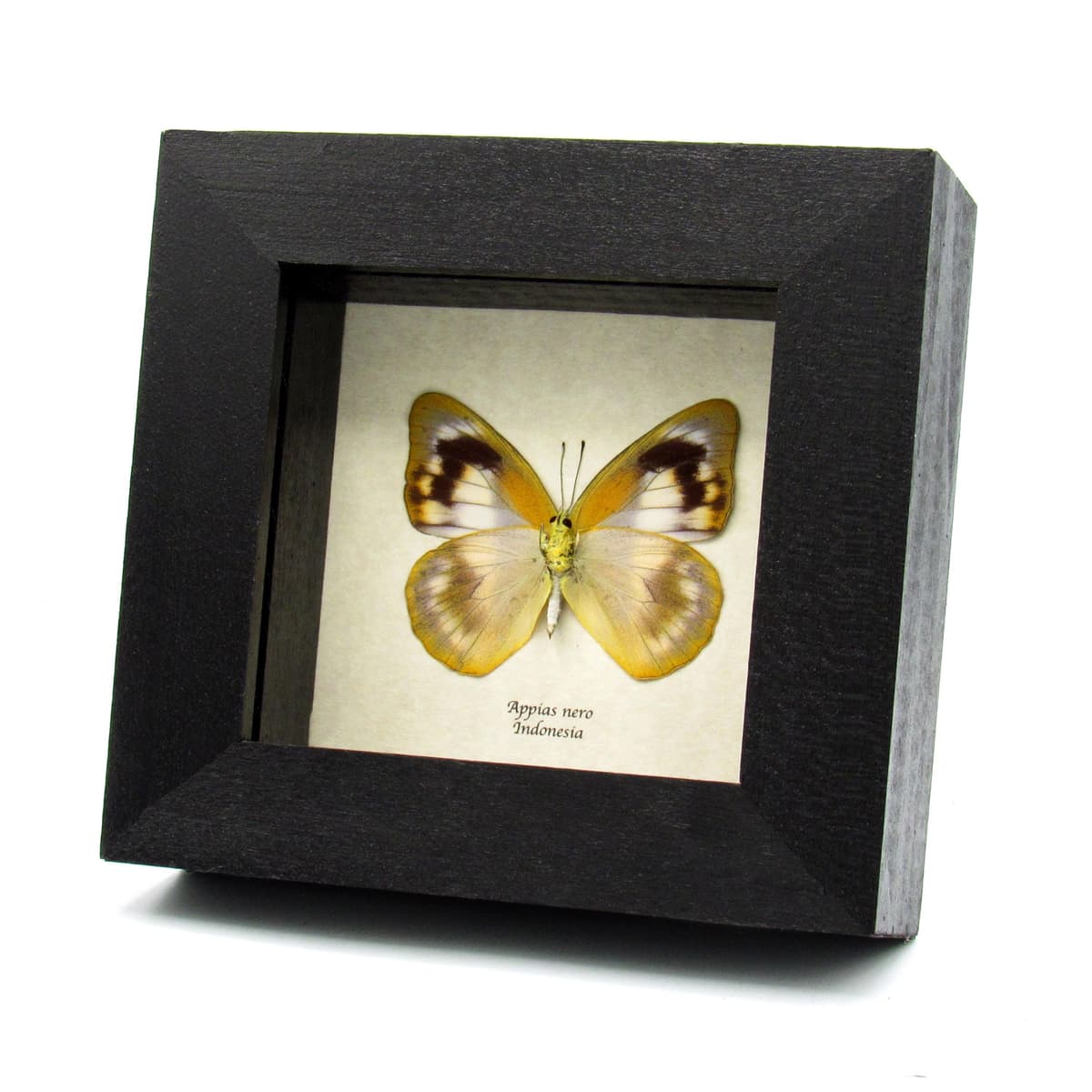 Real Albatross butterfly framed taxidermy - Appias nero - female