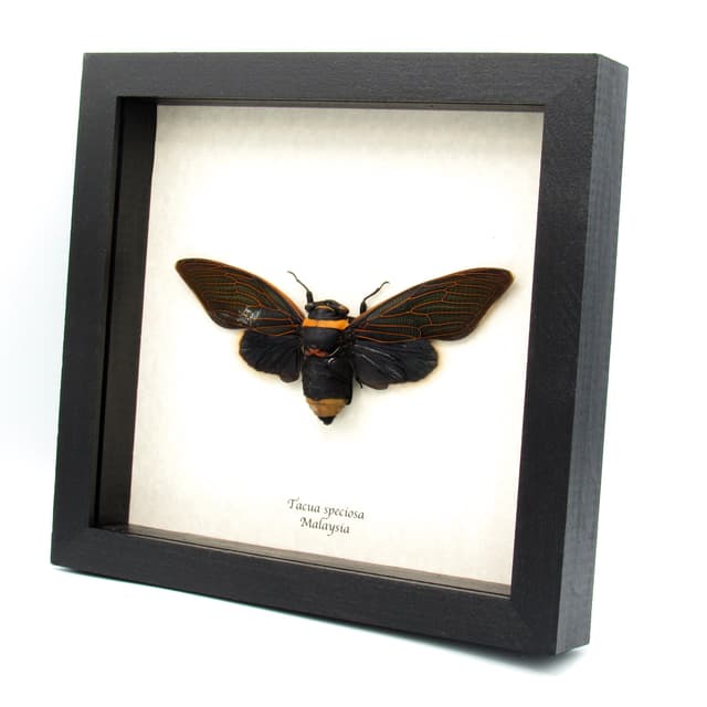 Rare XL Giant Black Rainforest Cicada framed taxidermy - Tacua speciosa -