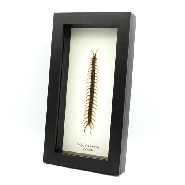 Real Giant Tanzanian Blue Ringleg Centipede framed taxidermy - Scolopendra morsitans