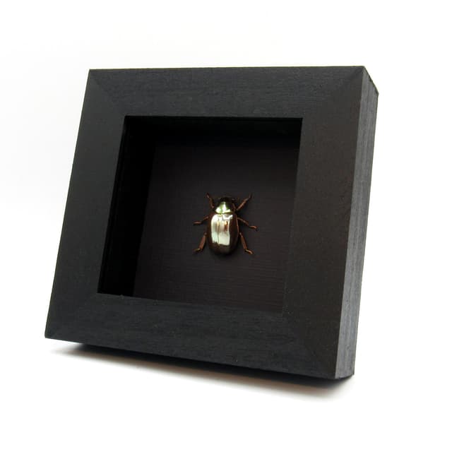 Rare silver Jewel beetle framed taxidermy - Chrysina optima