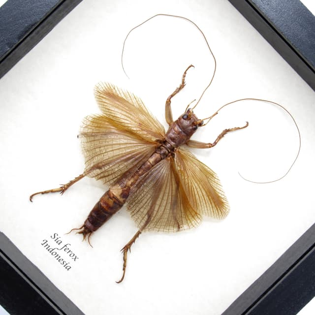 Giant predatory cricket framed taxidermy - Sia ferox