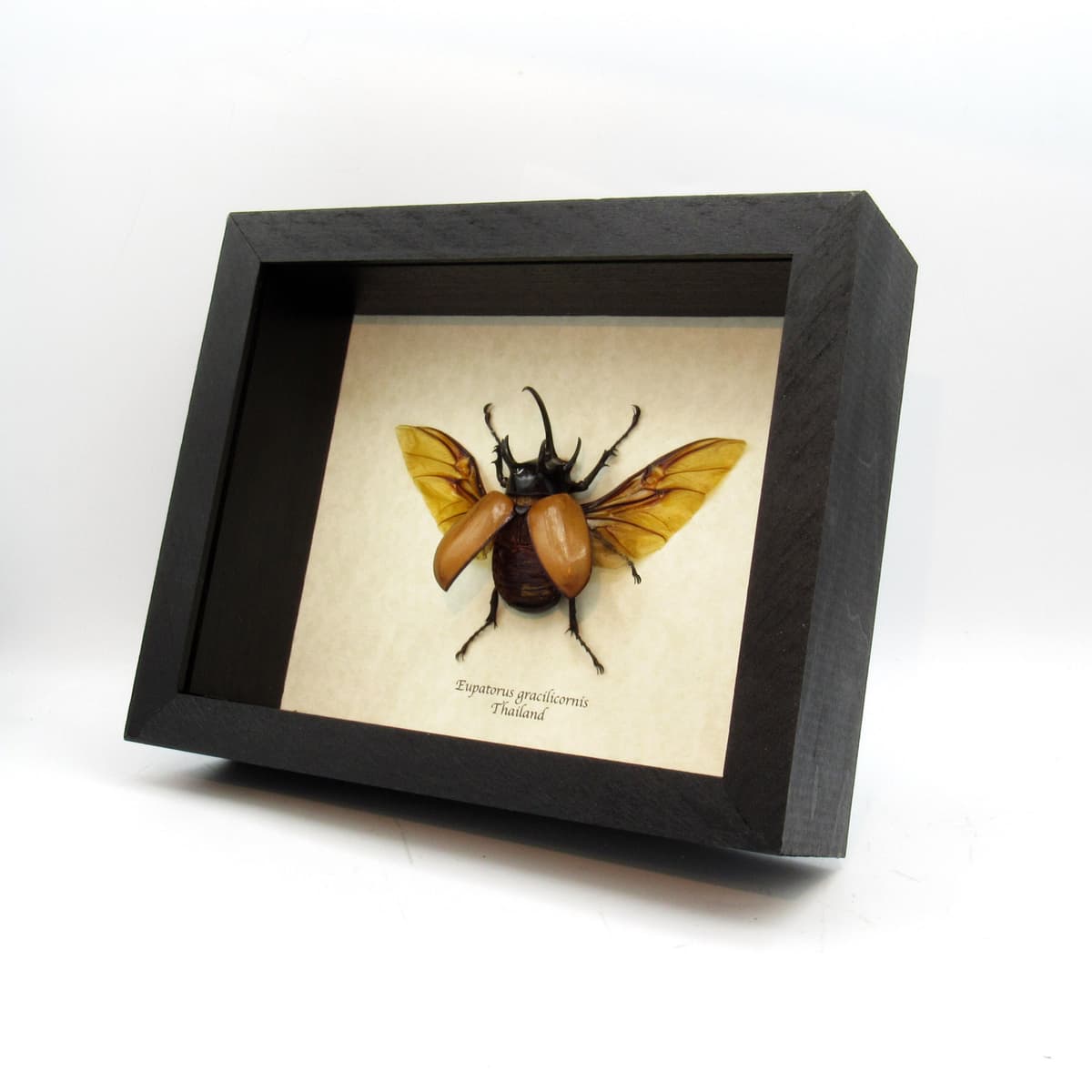 Real large Rhinoceros beetle framed taxidermy - Eupatorus gracilicornis