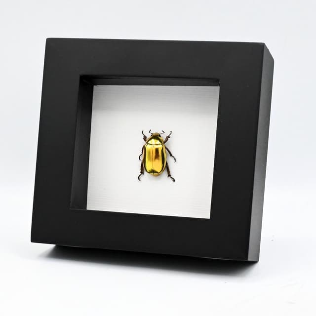 Real gold metallic jewel beetle framed taxidermy - Chrysina resplendens