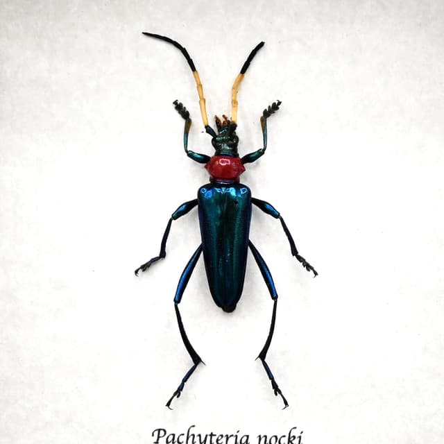 Rare metallic Longhorn beetle framed taxidermy - Pachyteria nocki