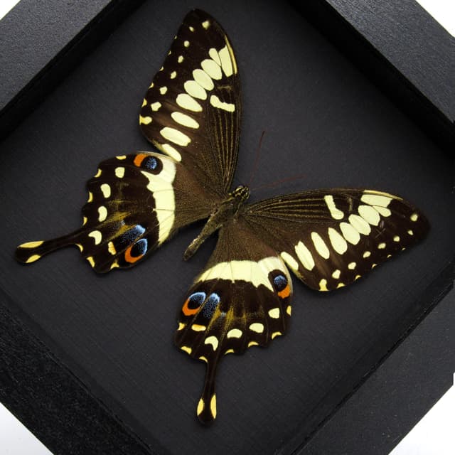 Real Giant Emperor Swallowtail butterfly framed taxidermy - Papilio ophidicephalus