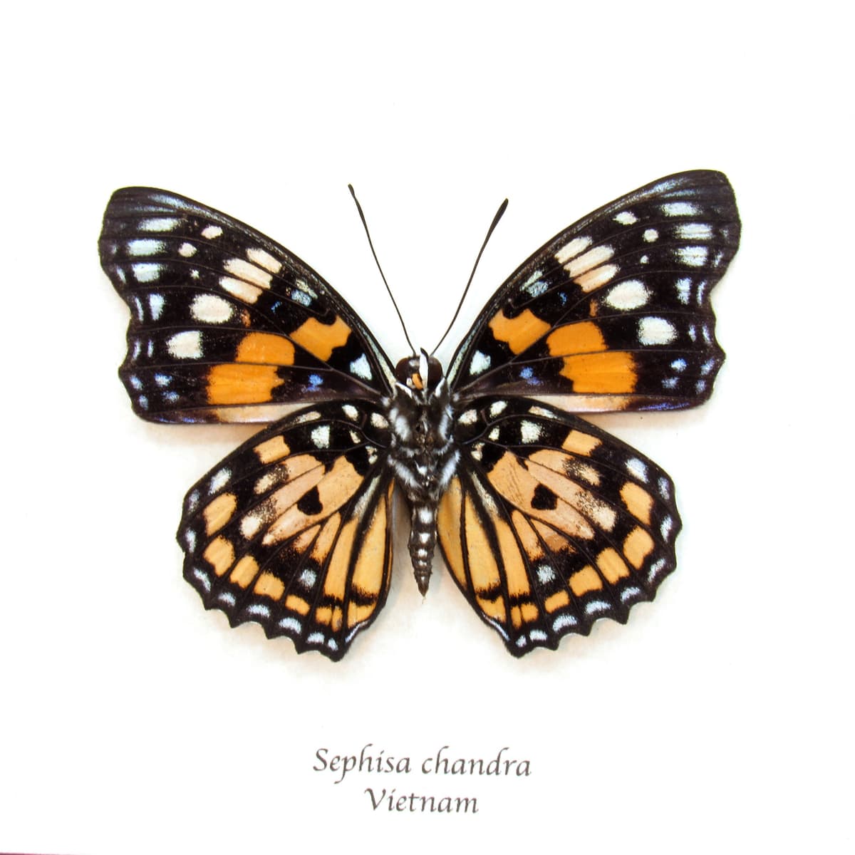 Real stained glass butterfly framed taxidermy - Sephisa chandra