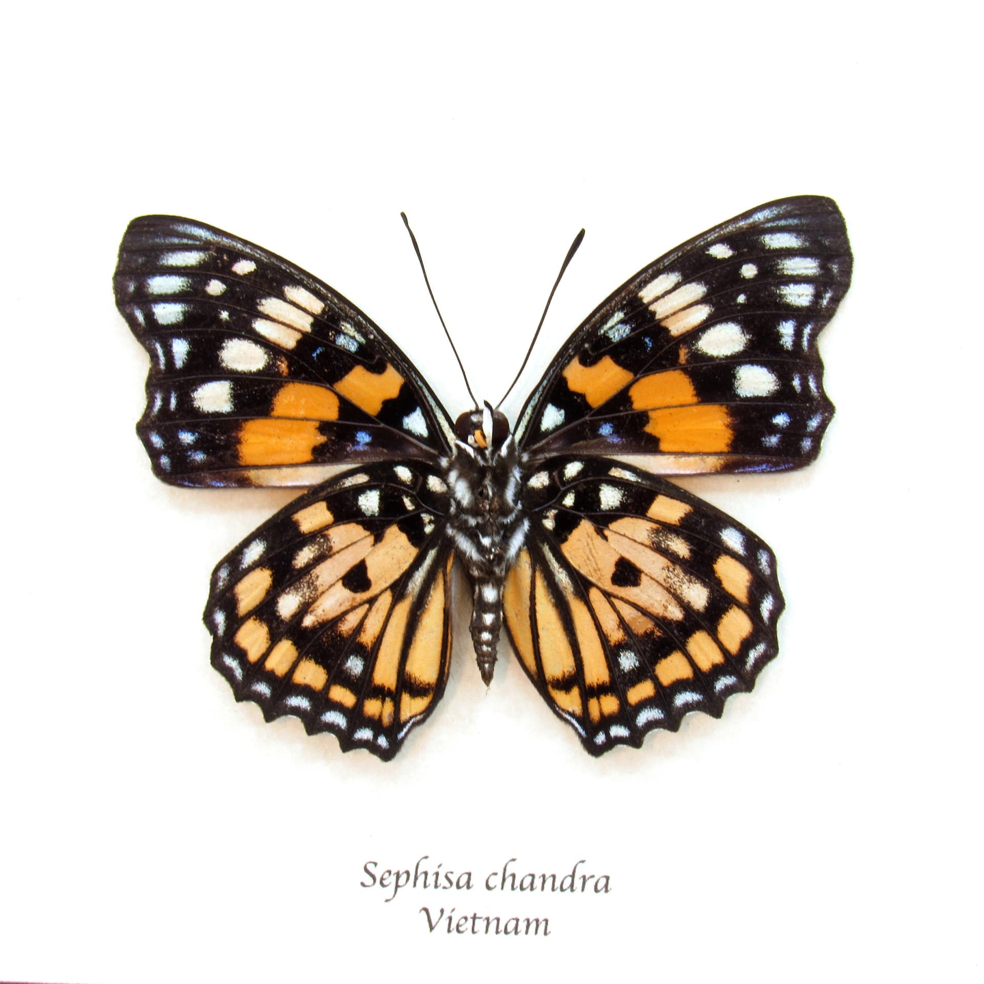 Real stained glass butterfly framed taxidermy - Sephisa chandra