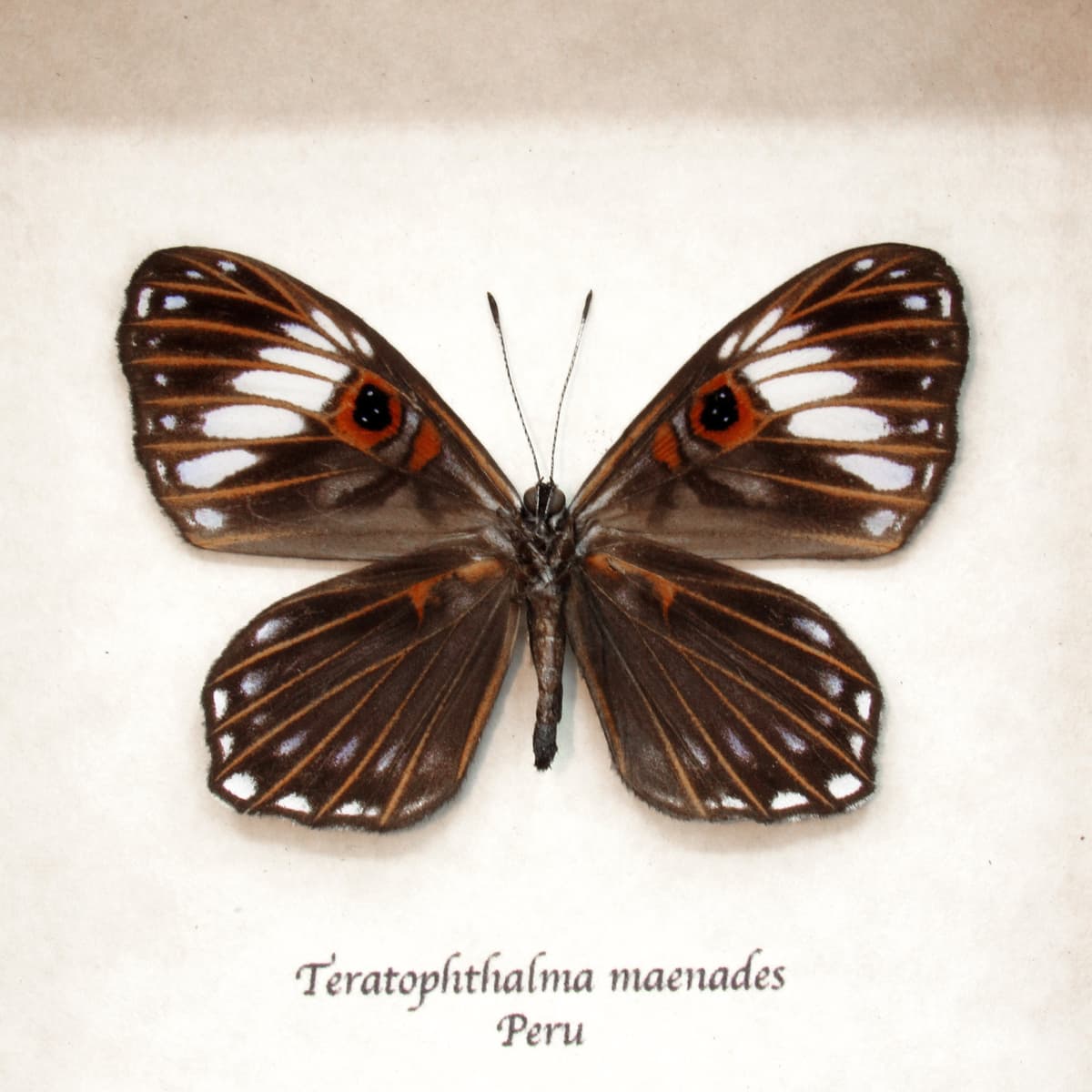 Rare Red Eyed Underleaf butterfly framed taxidermy - Teratophthalma maenades