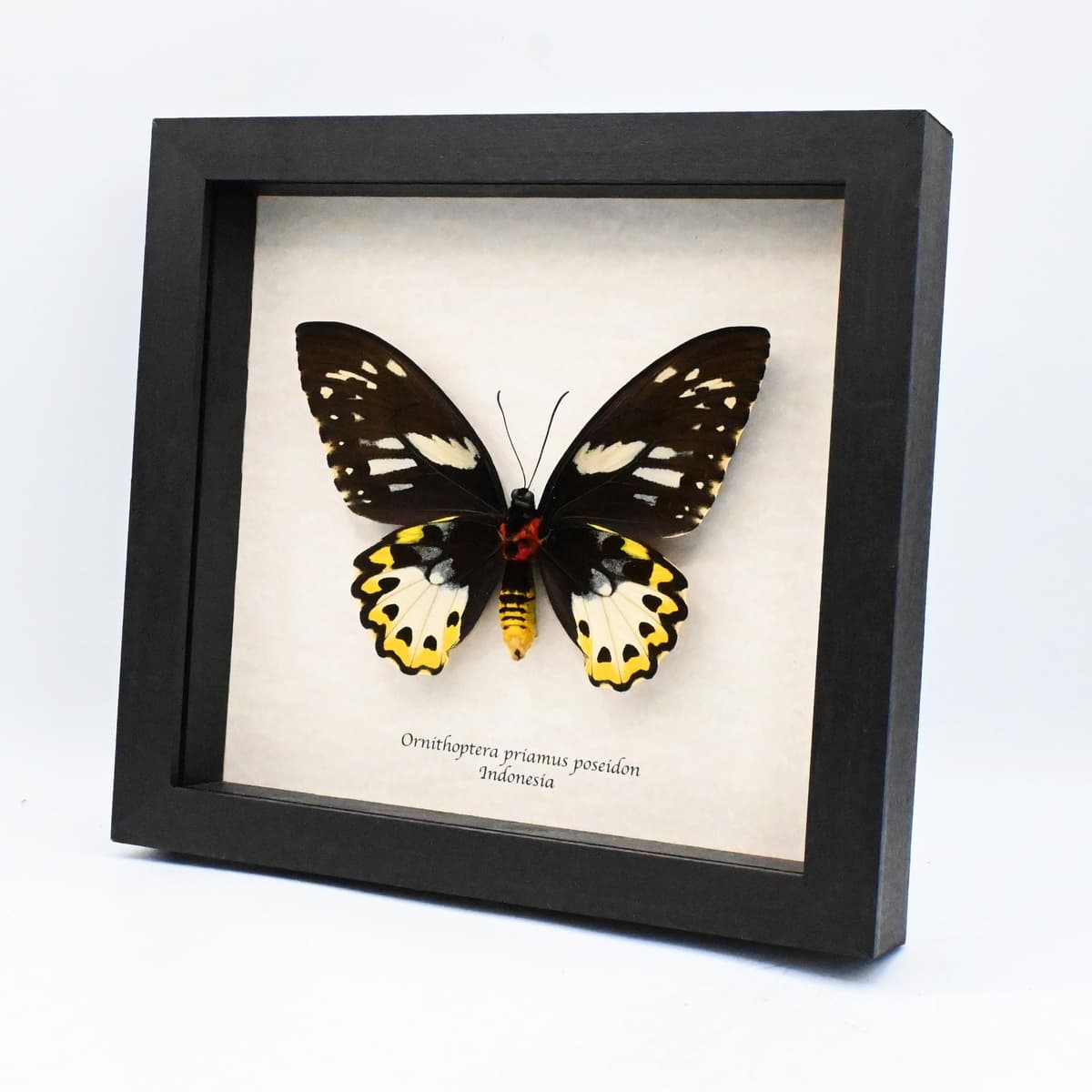 Real XL butterfly framed taxidermy - Ornithoptera priamus poseidon - female