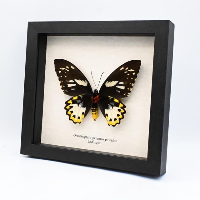 Real XL butterfly framed taxidermy - Ornithoptera priamus poseidon - female