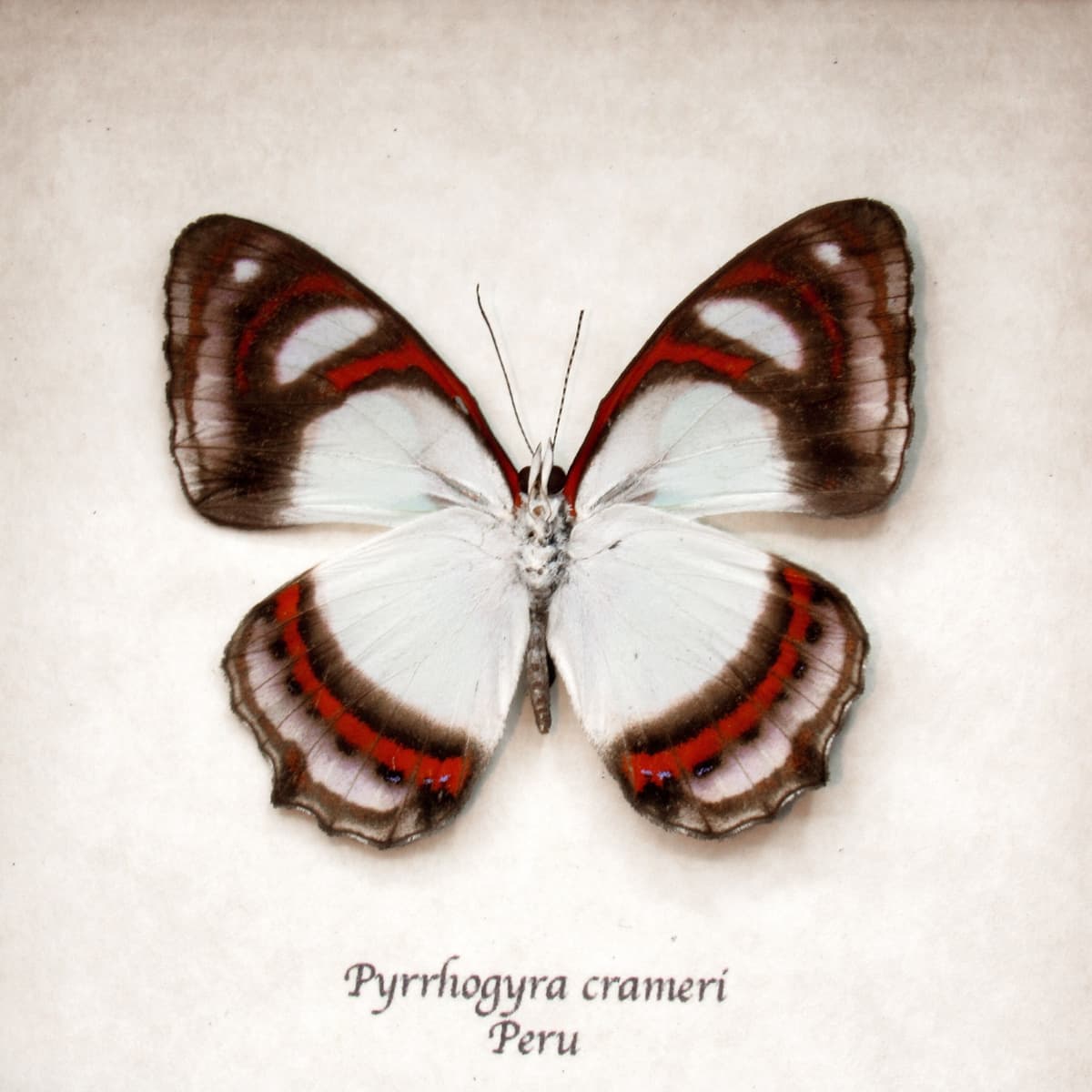 Real pale mint green butterfly framed taxidermy - Pyrrhogyra crameri