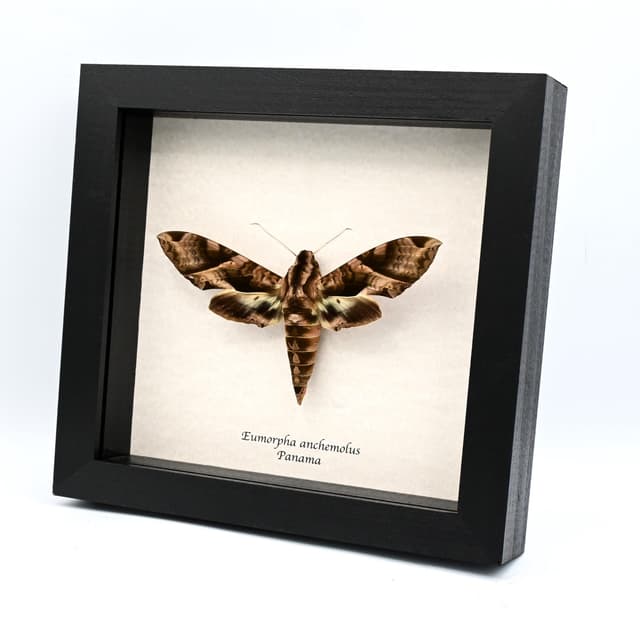 Giant Anchimola sphinx moth framed taxidermy - Eumorpha anchemolus