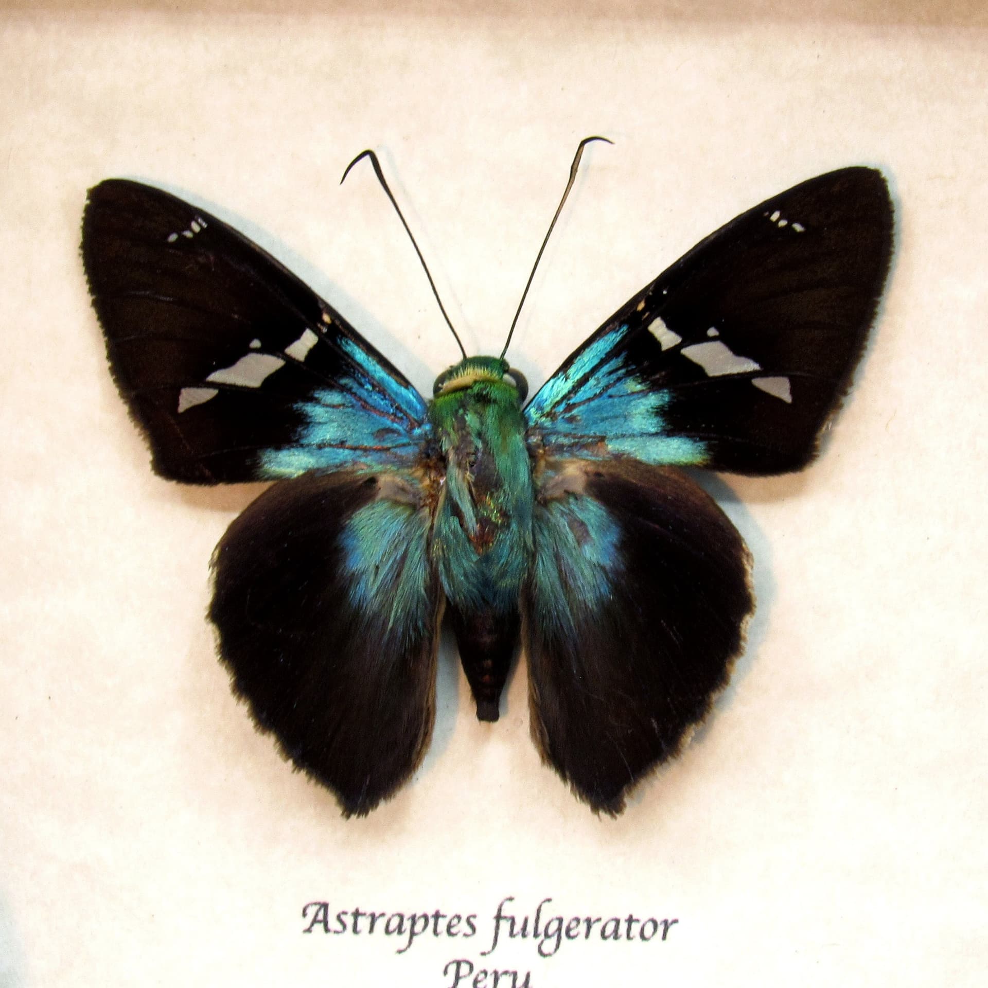 Real metallic Two-barbed Flasher butterfly framed taxidermy - Astraptes fulgerator