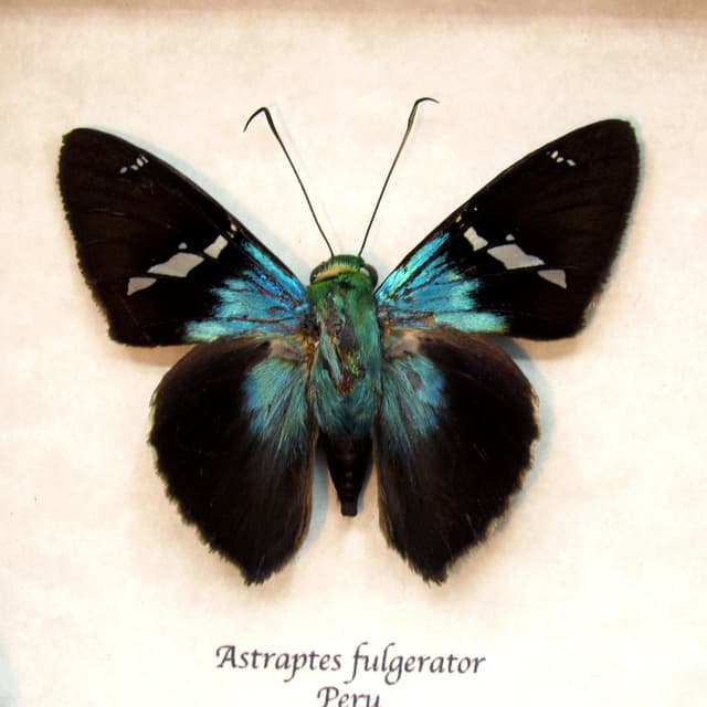 Real metallic Two-barbed Flasher butterfly framed taxidermy - Astraptes fulgerator