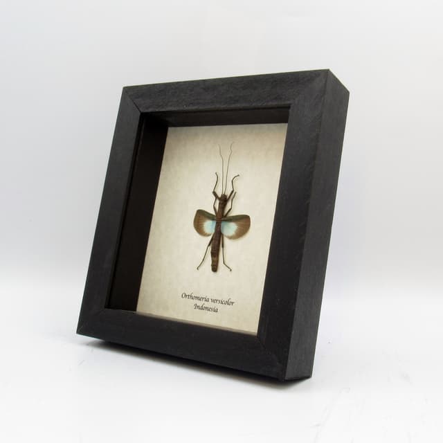 Real blue stick bug framed taxidermy - Orthomeria versicolor