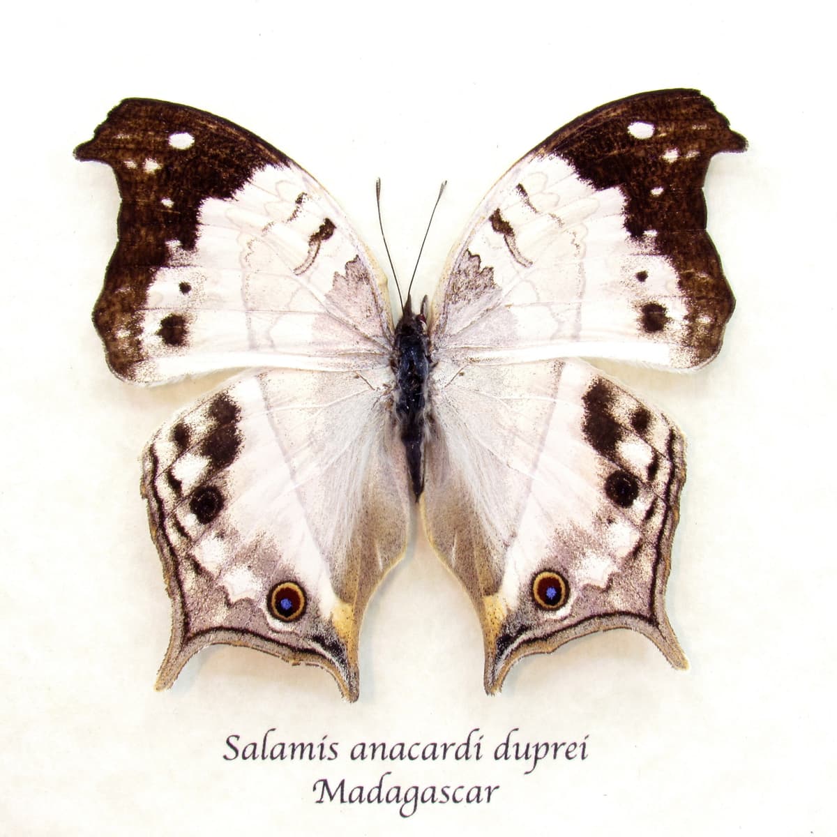 Real Pearl butterfly framed taxidermy - Salamis anacardi duprei