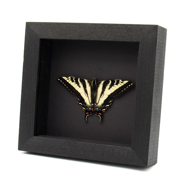 Real Pale Swallowtail framed taxidermy - Papilio eurymedon - Victorian mount