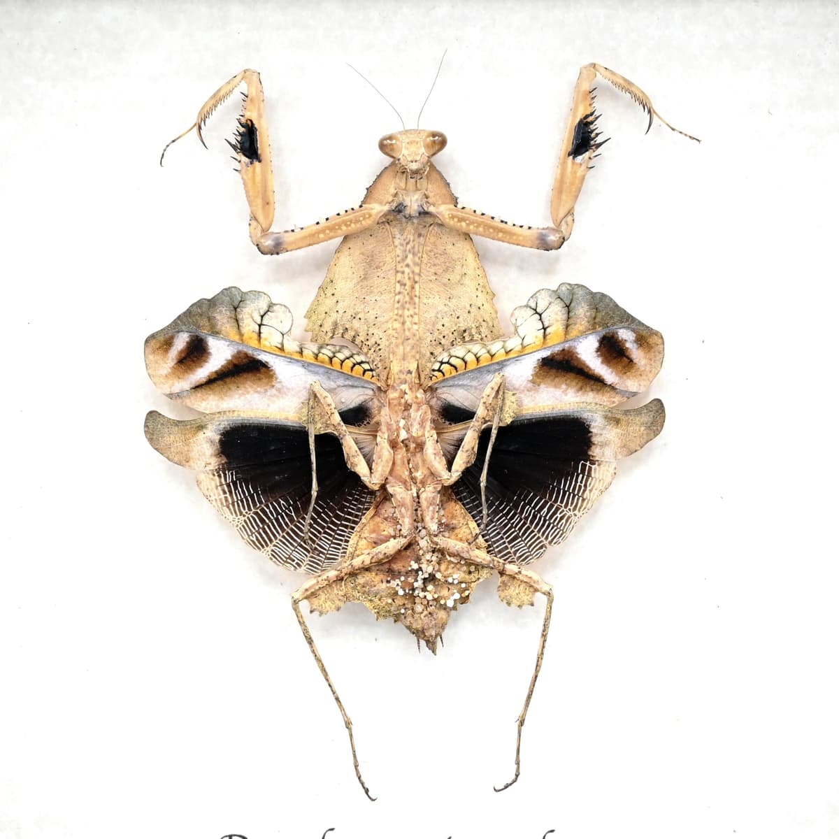 Rare framed taxidermy Dead Leaf praying mantis - Deroplatys trigonodera