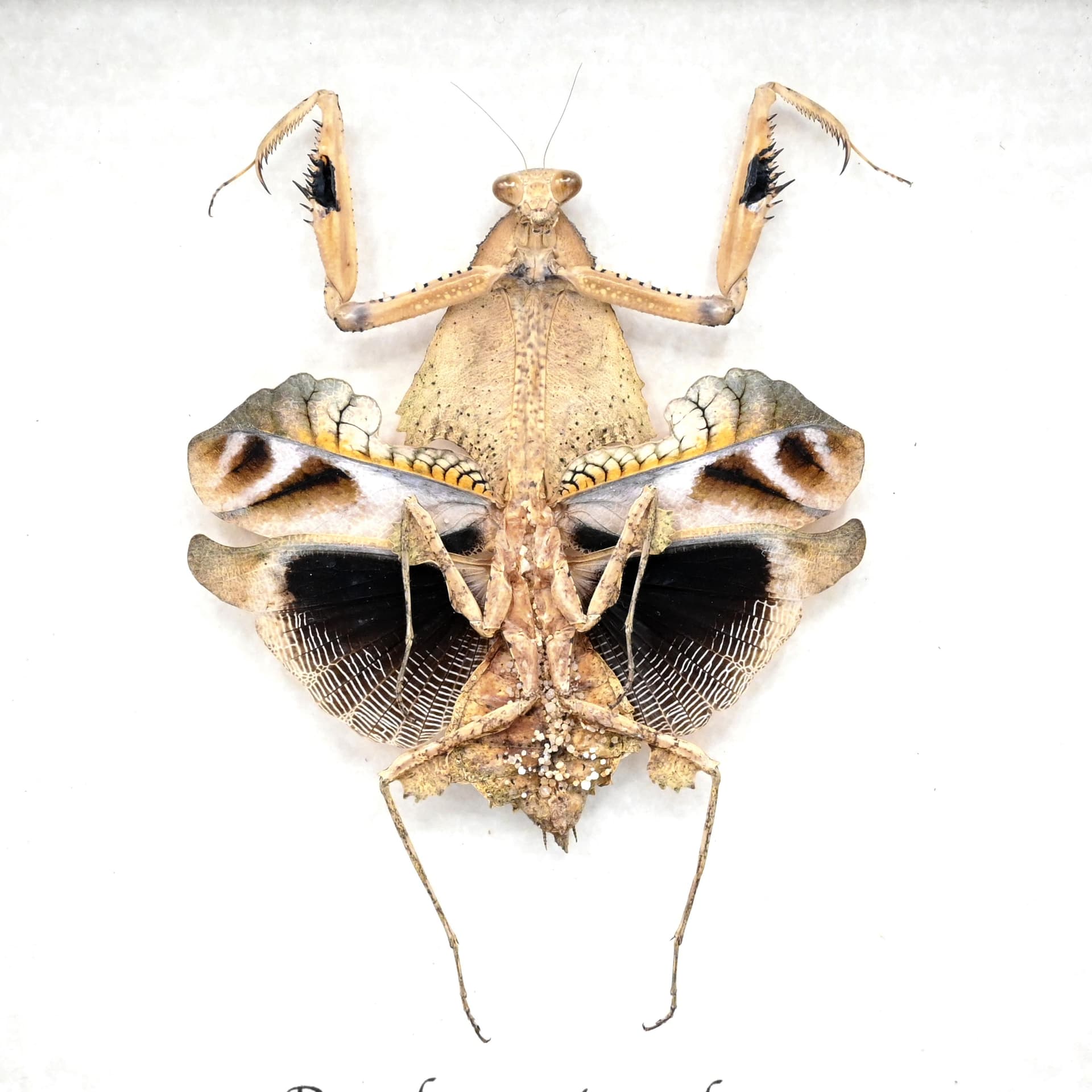 Rare framed taxidermy Dead Leaf praying mantis - Deroplatys trigonodera