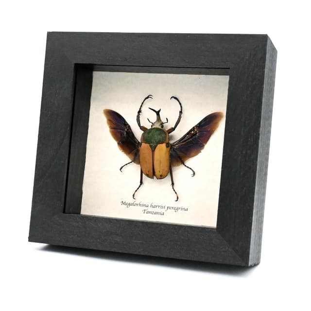 Real Longhorn flower beetle framed taxidermy - Megalorhina harrisi peregrina