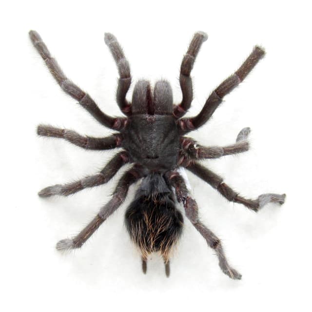 Real Grand Canyon Black Tarantula framed taxidermy - Aphonopelma marxi