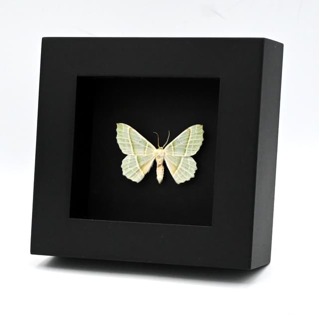 Real Green Geometer moth framed taxidermy - Geometra sponsaria