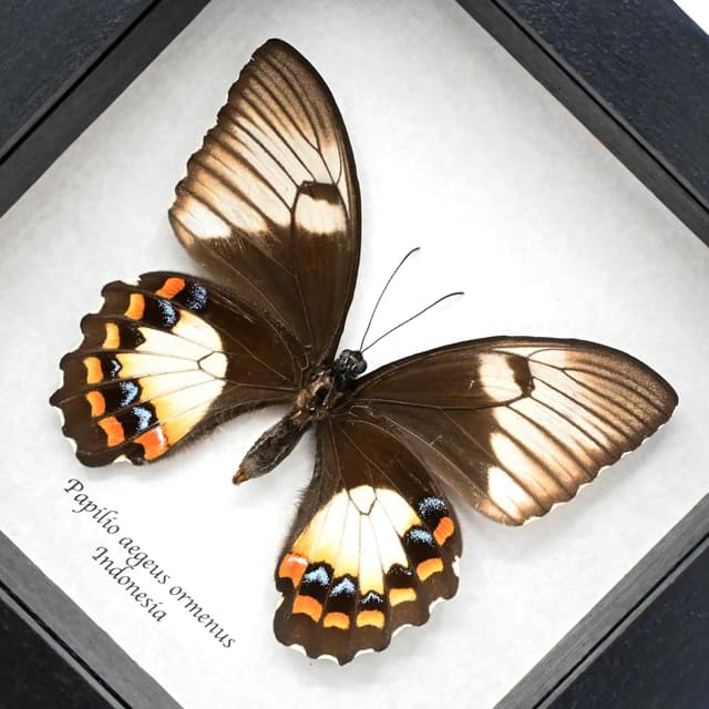 Real Orchard Swallowtail butterfly framed taxidermy - Papilio aegeus ormenus - female