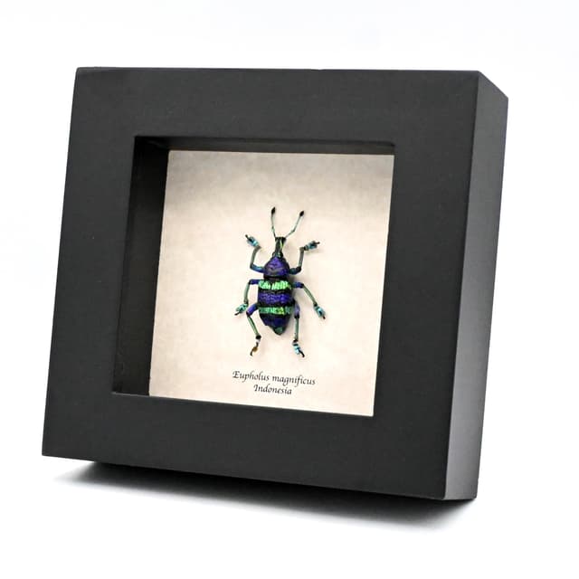 Real metallic weevil framed taxidermy - Eupholus magnificus - special purple color form