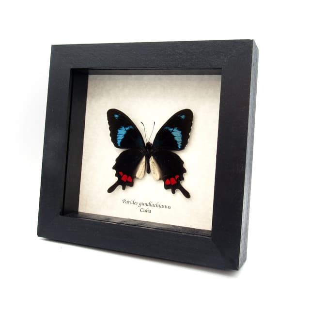 Very rare real blue Cattleheart butterfly framed taxidermy - Parides gundlachianus - large female
