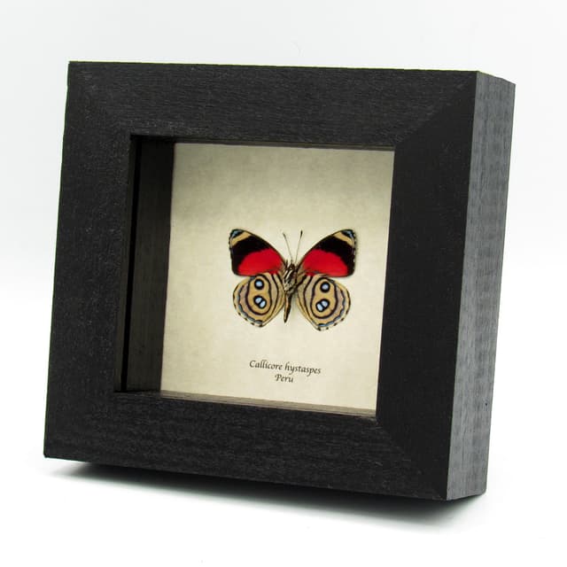 Real red Hystaspes Eighty Eight framed butterfly taxidermy - Callicore hystaspes