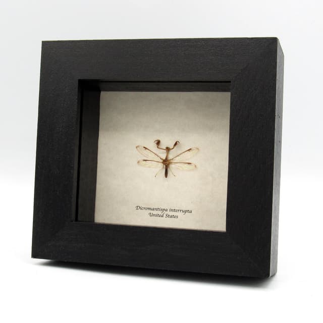 Real tiny Mantidfly framed specimen - Dicromantispa interrupta