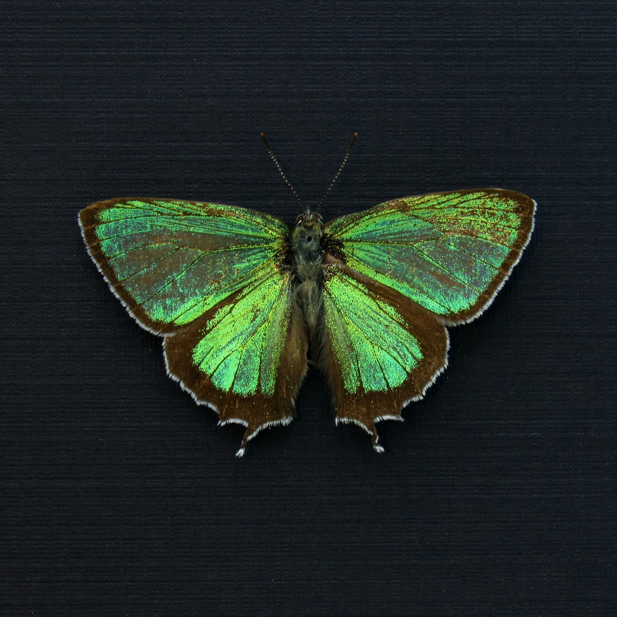 Real tiny metallic green butterfly framed taxidermy - Chrysozephyrus smaragdinus - Victorian mount
