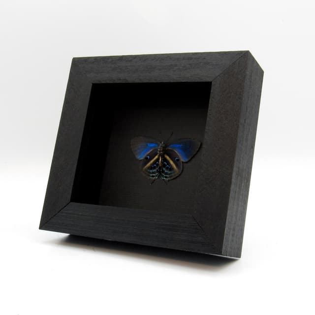 Real blue Hairstreak butterfly framed taxidermy - Mithras nautes - Victorian mount