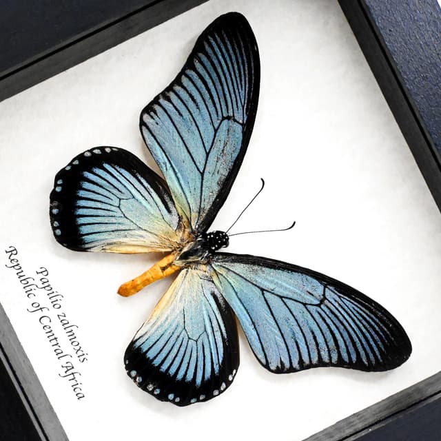 Real Giant Blue Swallowtail butterfly framed taxidermy - Papilio zalmoxis
