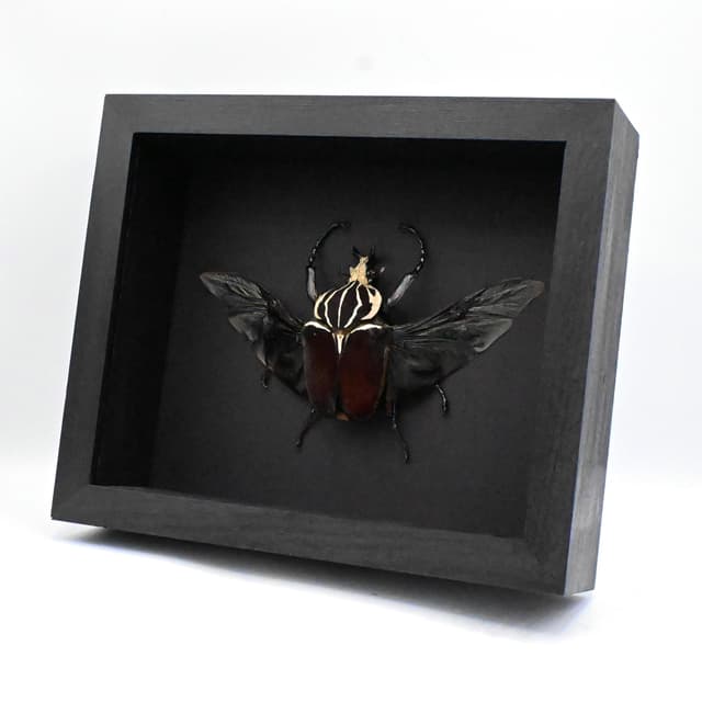 Real XL Flower Beetle framed taxidermy - Goliathus goliatus