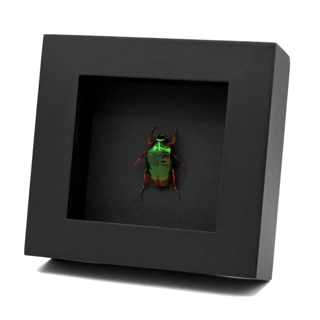 Real metallic green and red Scarab beetle framed taxidermy - Mycterophallus xanthopus