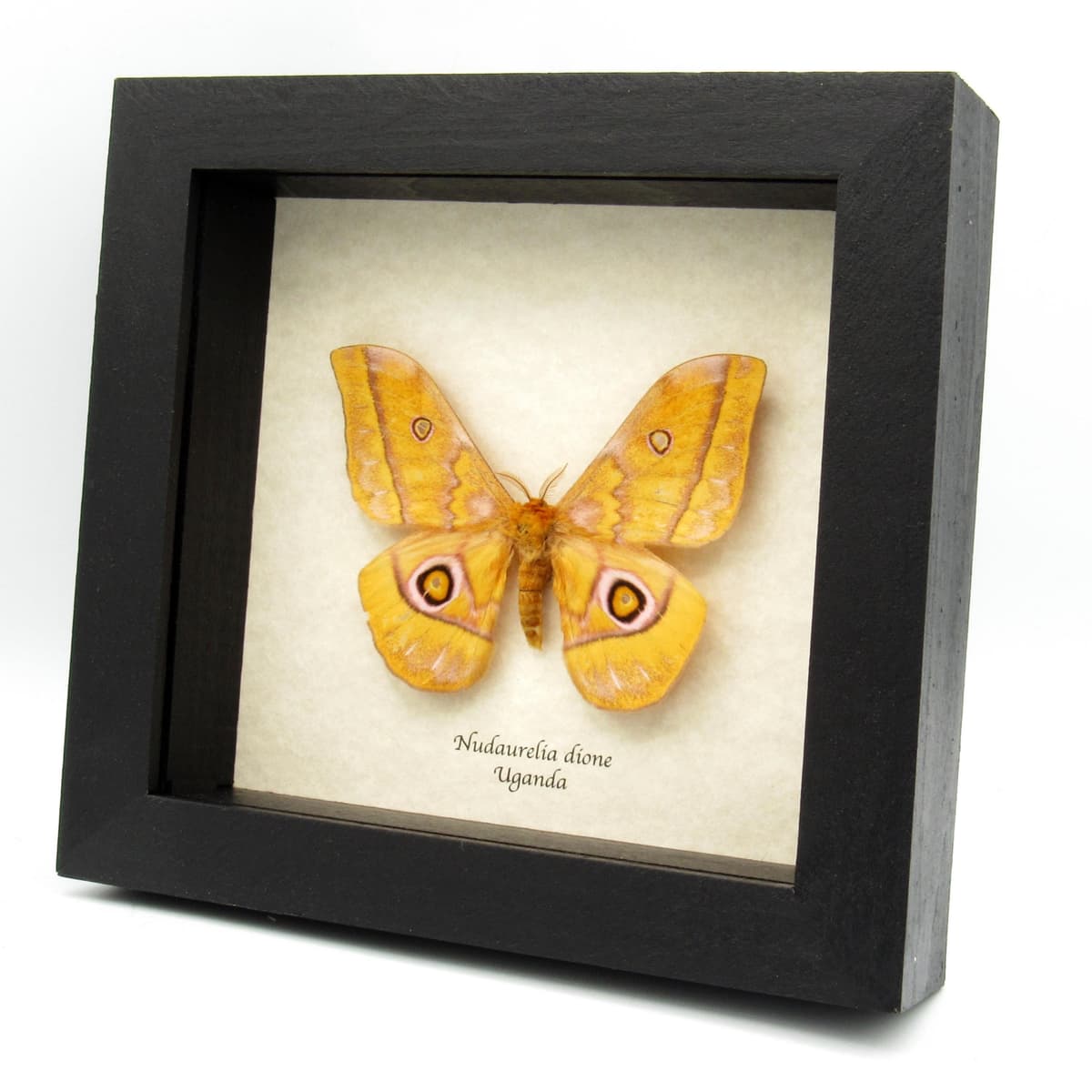 Real Yellow Emperor moth framed taxidermy - Gonibrasia dione